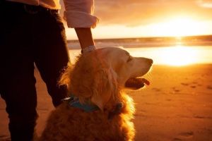 Inspiration for a healthy life - Take your dog to the beach for a sunset walk.jpg